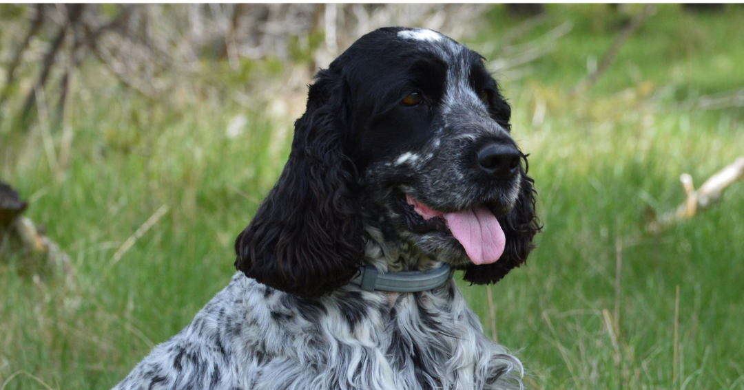 Co Spaniel Cocker Spaniel - Lassie Pet Insurance