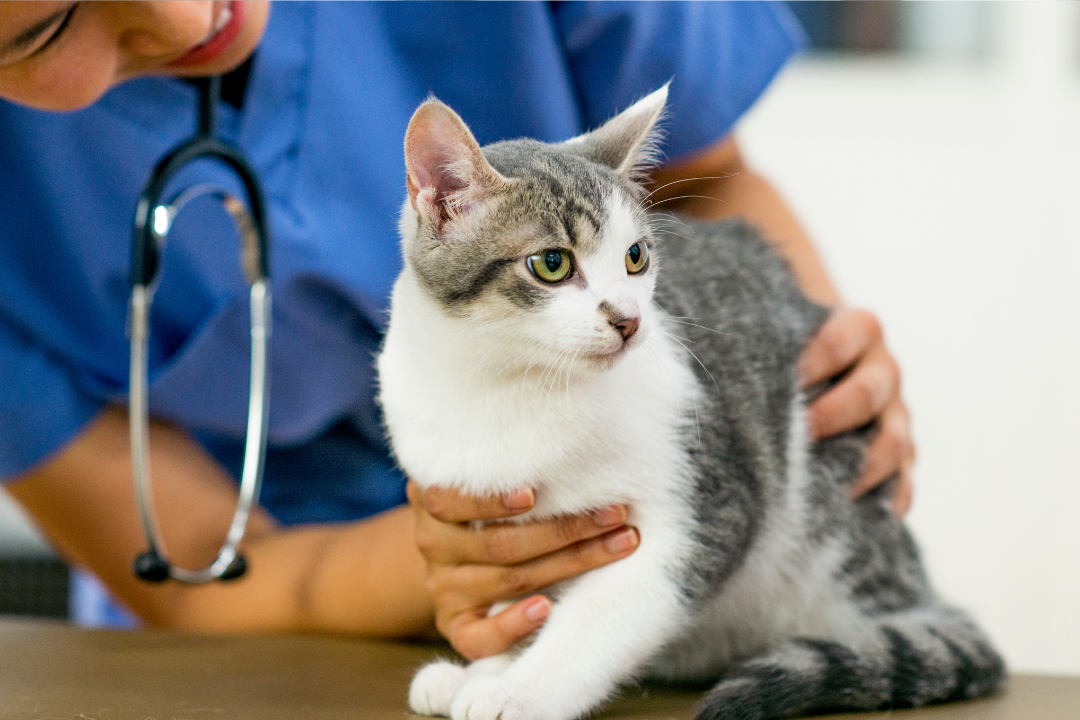 We list 5 generally healthy cat breeds! Lassie Pet Insurance