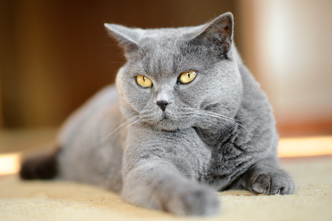 British Shorthair - Everything you need to know about the cat breed