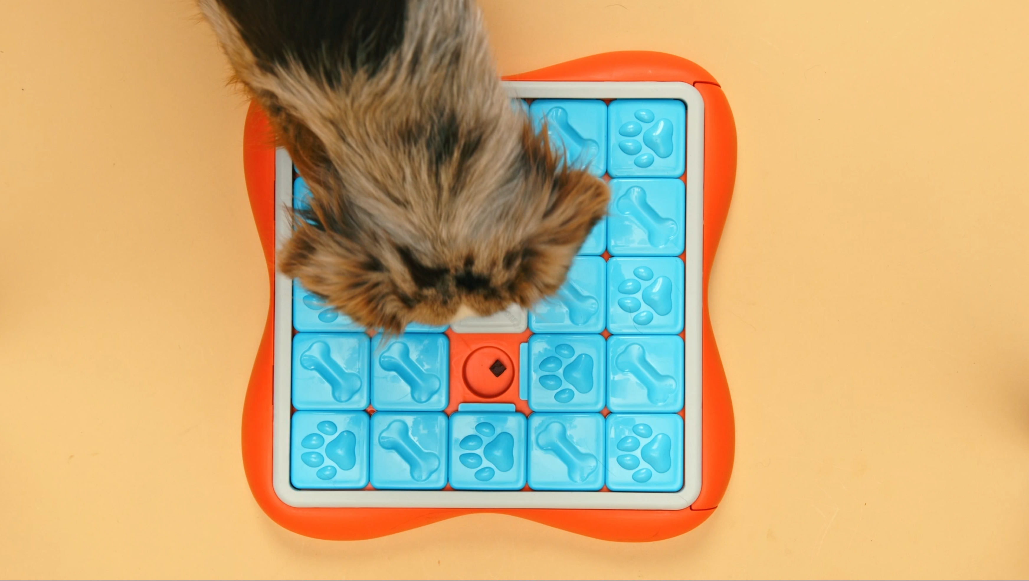 tips-for-keeping-your-dog-entertained-indoors