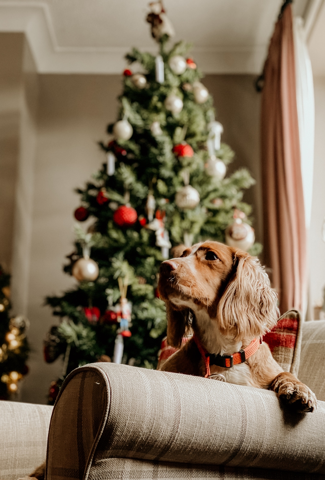 Hund och julgran