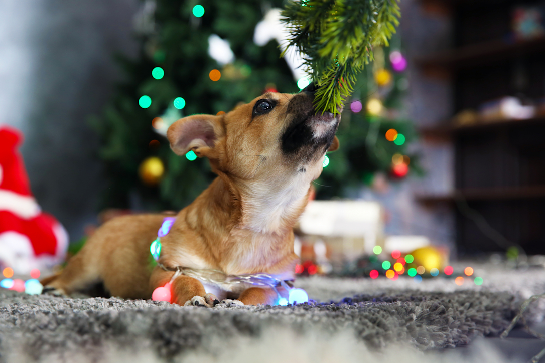 How to decorate the Christmas tree for the dog Lassie