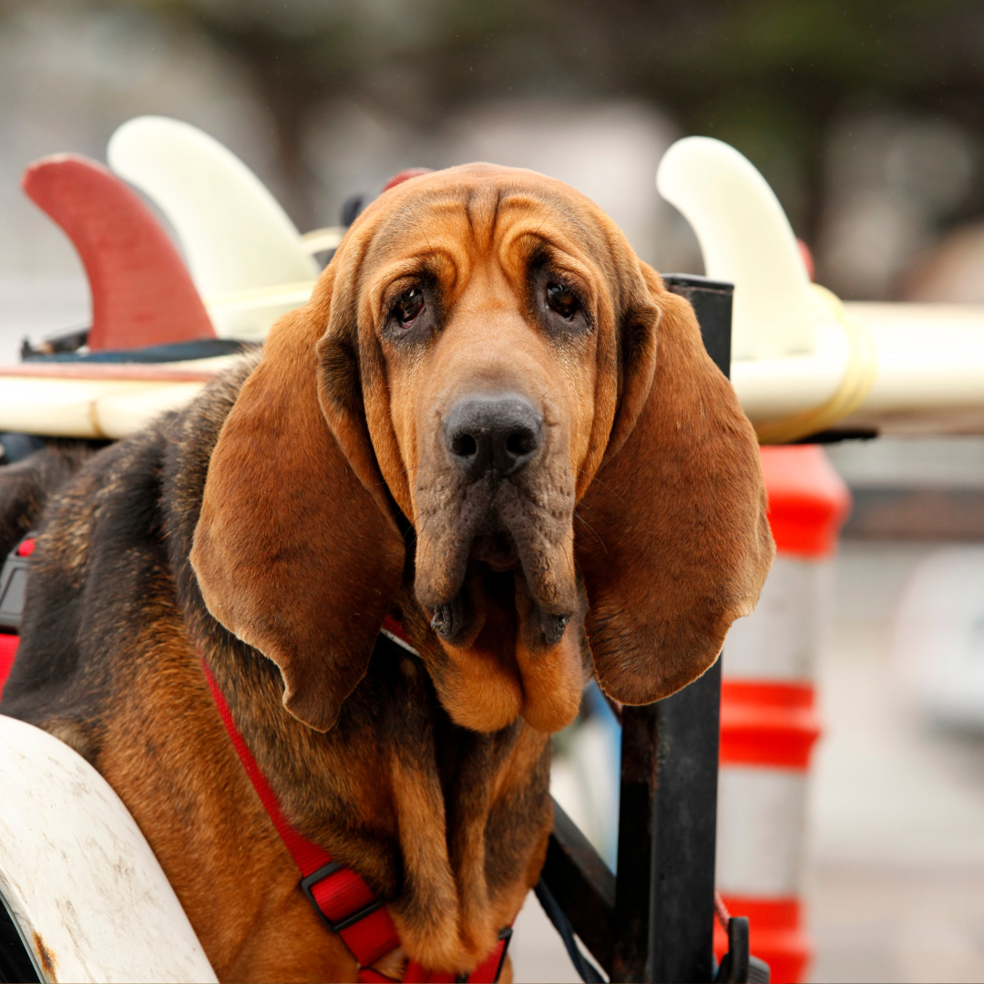 Learn everything you ever wanted to know about the dog breed bloodhound