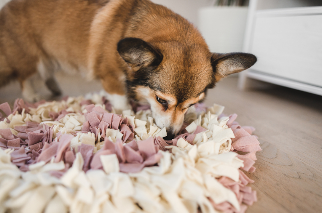 How to train your dog not to eat things in the home Lassie