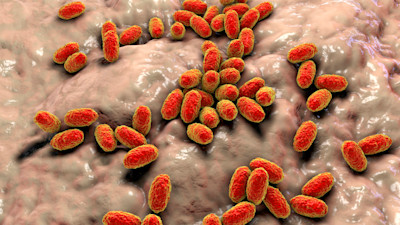 Crédits : Dr_Microbe - n° : 2205678201 iStock / Getty Images Plus