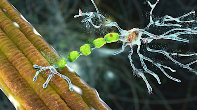 Dr_Microbe / iStock / Getty Images Plus / via Getty Images
