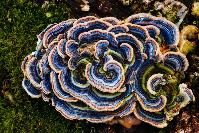 The planet’s unsung heroes powering a greener future 3