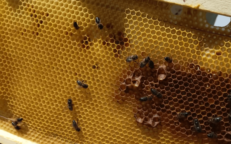  GI Ecobees 1440x900 10