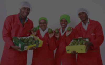 Selina Wamucci Limited Hero Image