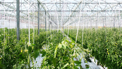 A field of indoor farm