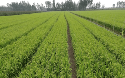 GI Green and Seed Corporation 1440x900 56