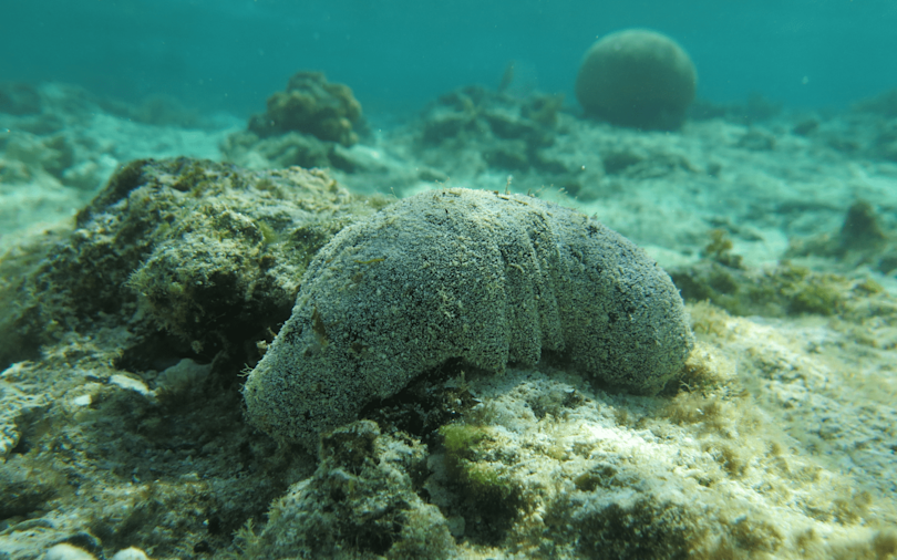  GI Tahiti Marine Products 1440x900 66