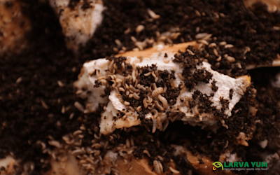 GI Green Connect SJC 1440x900 42