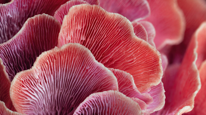 The planet’s unsung heroes powering a greener future 4