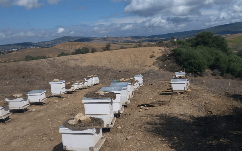  GI Ecobees 1440x900 12