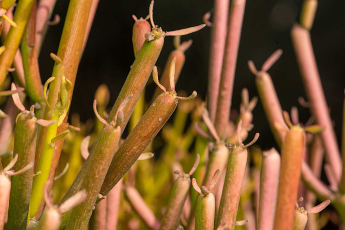 Pencil Cactus (Euphorbia tirucalli) a drought-resistant plant traditionally used as a natural hedge in arid landscapes (002)-compressed