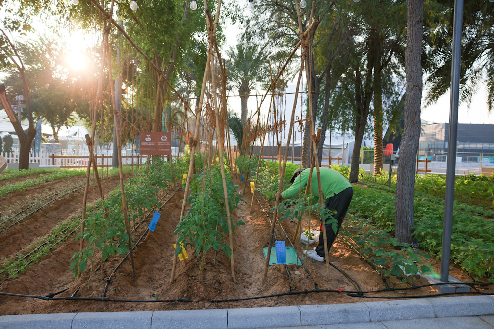 COP28 AD1 231203 07561800