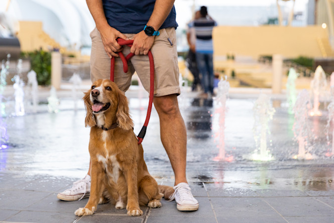 20221022 Expo Dogs O-8