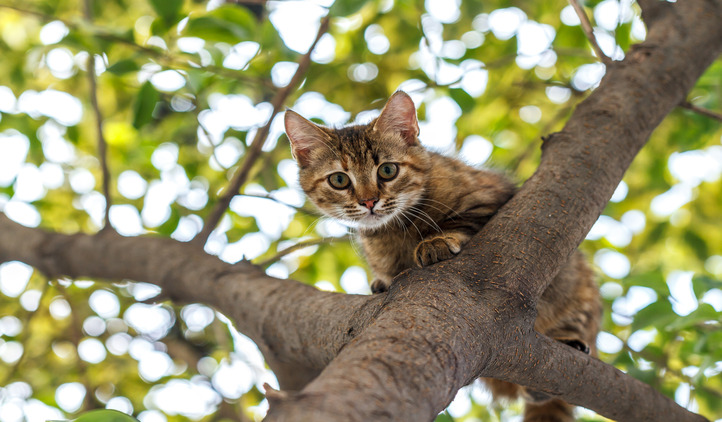 23-AGA-CAT ON THE TREE