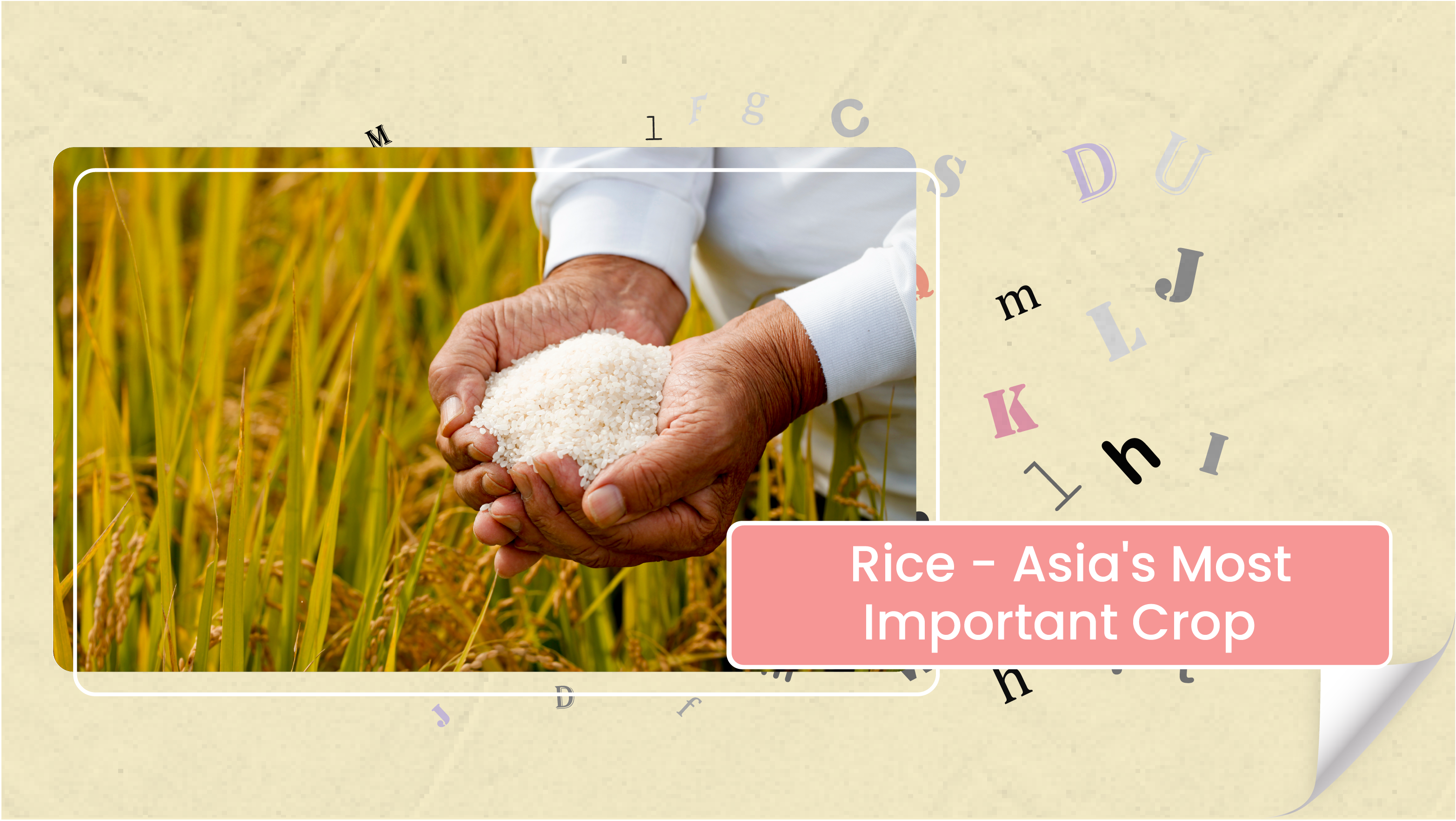 [C+] Rice - Asia's Most Important Crop