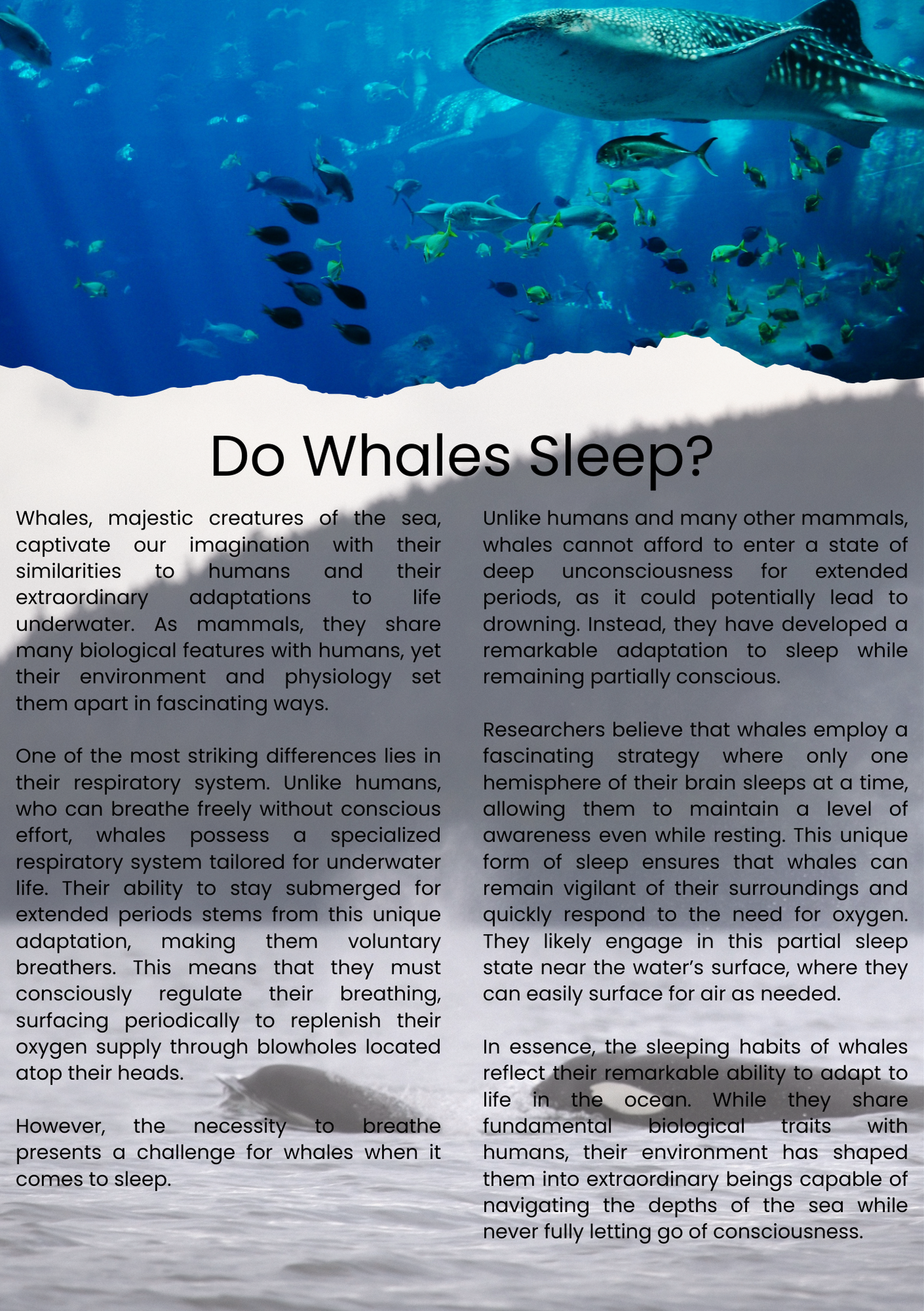 Do Whales Sleep