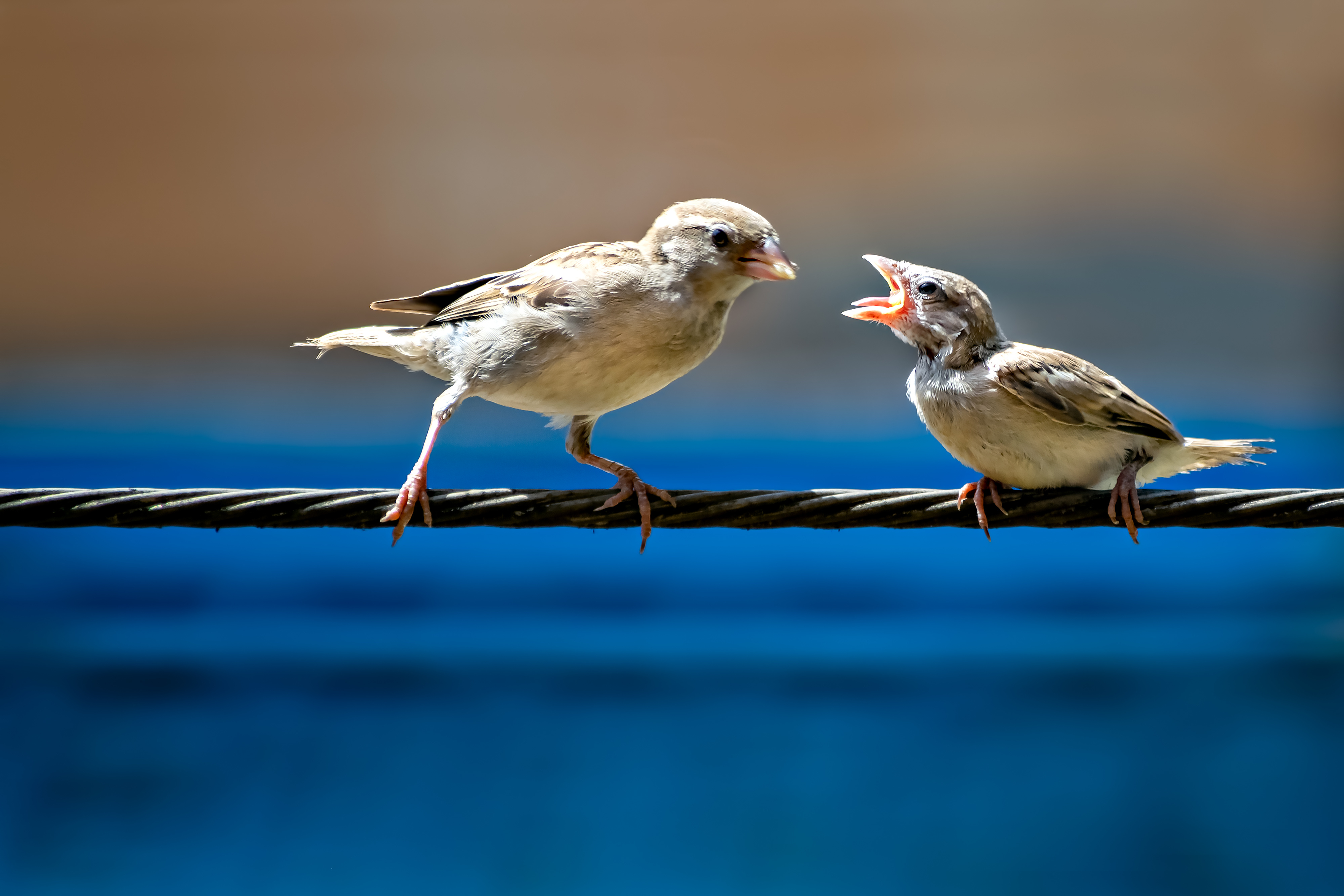 animals adapt to city life