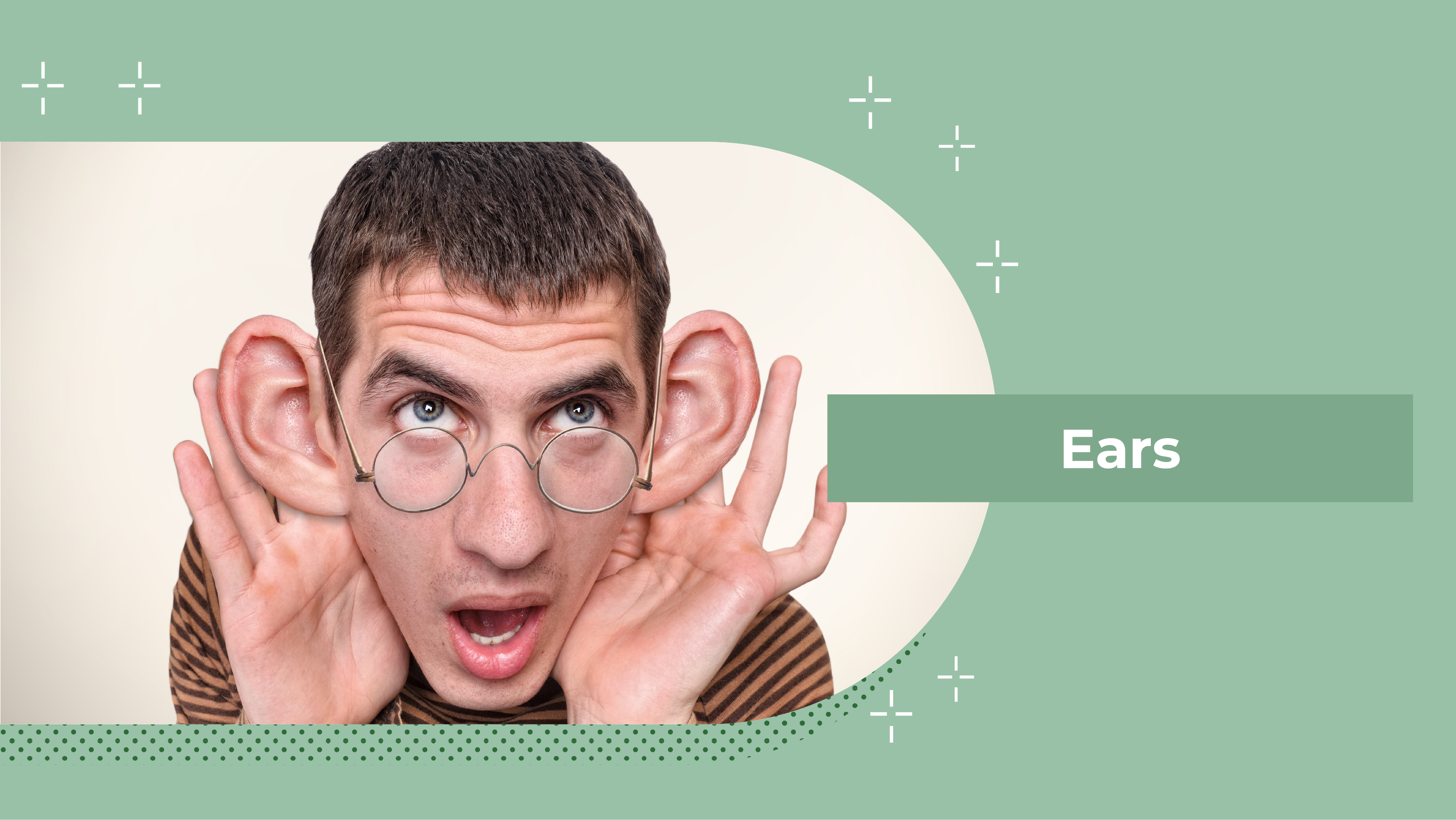 [B] Ears