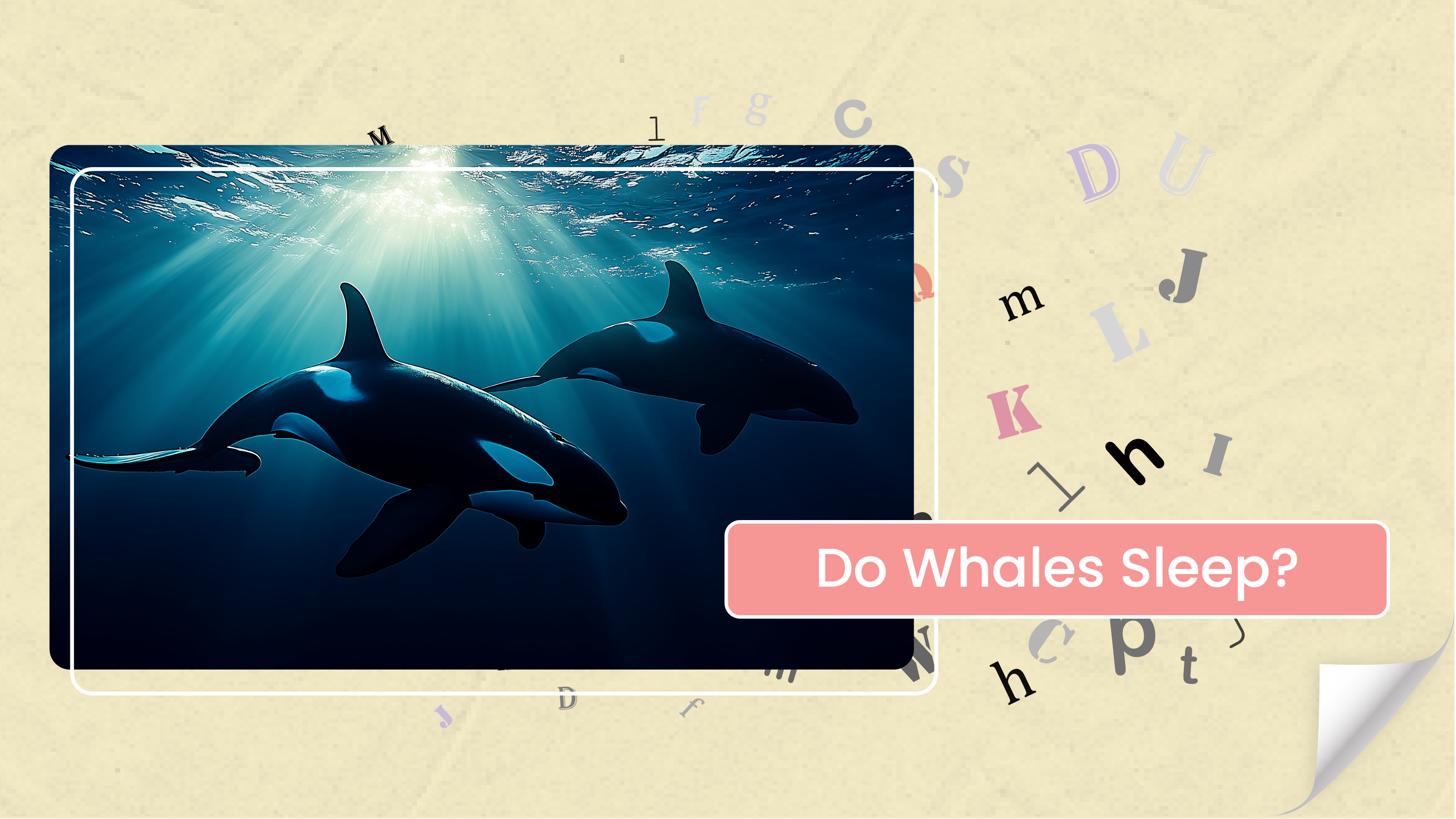 [B] Do Whales Sleep?