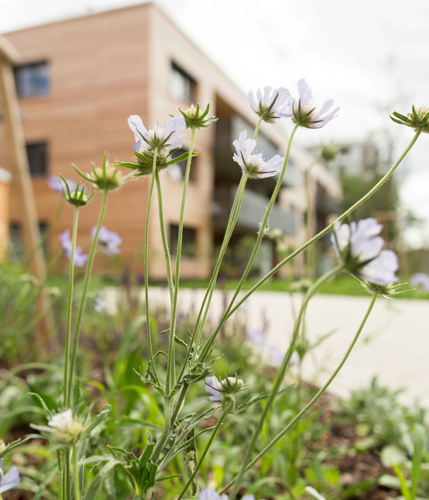 Foto: Blumenwiesen mit einem Haus