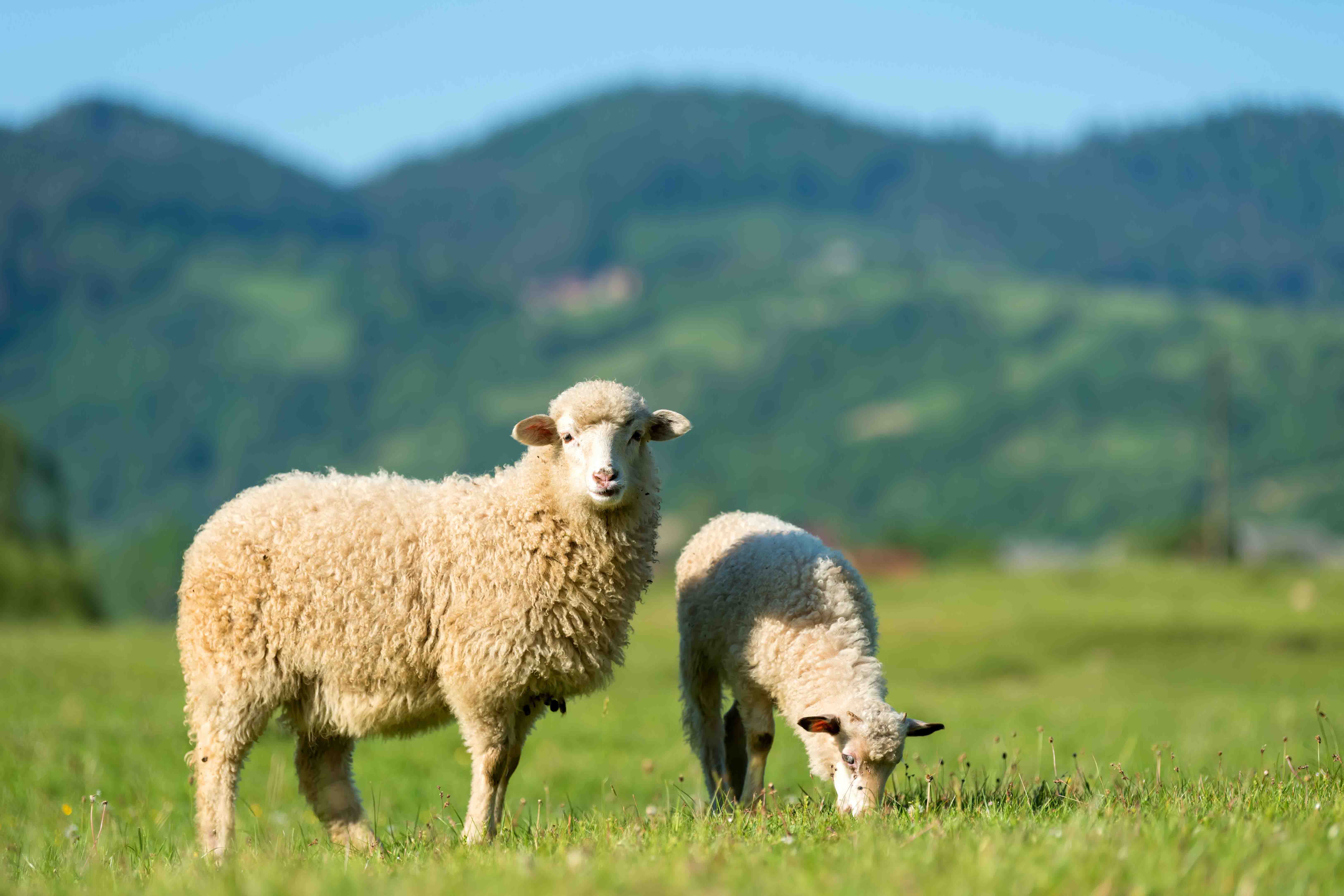 Foto: Schafe auf der Weide