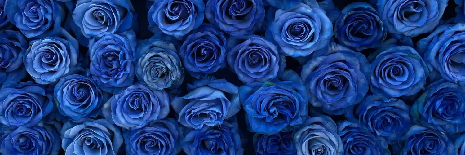 Blue roses