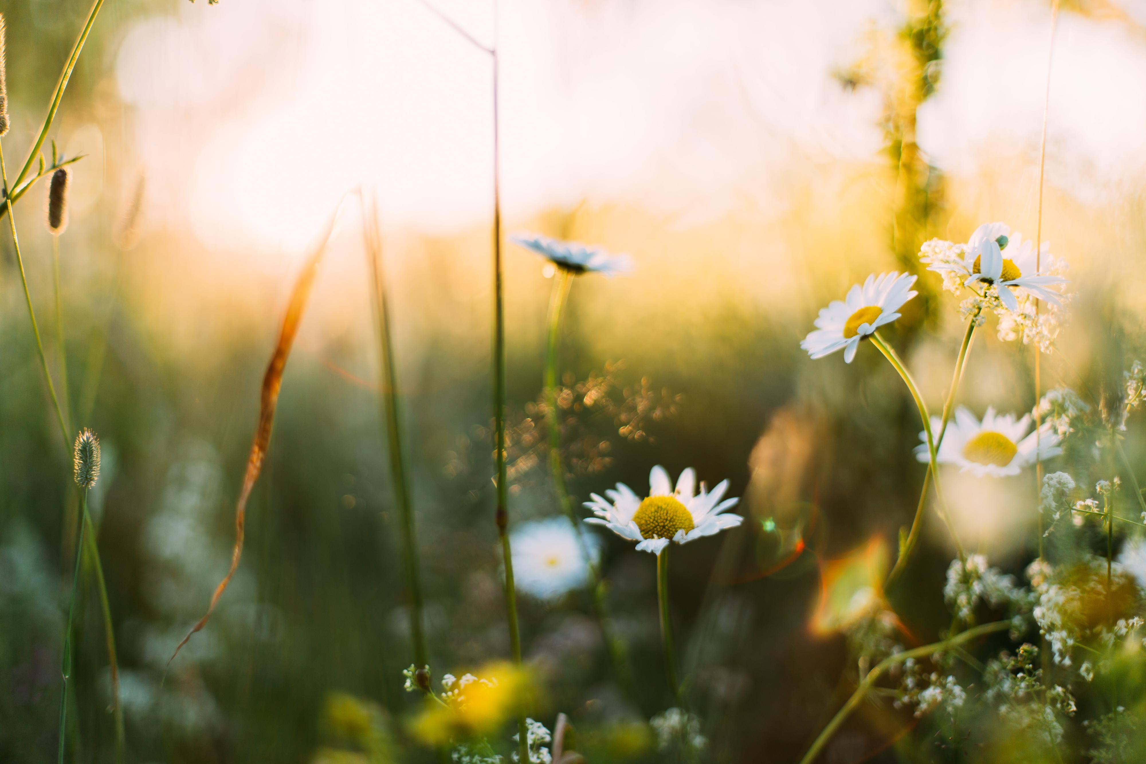 spring flowers