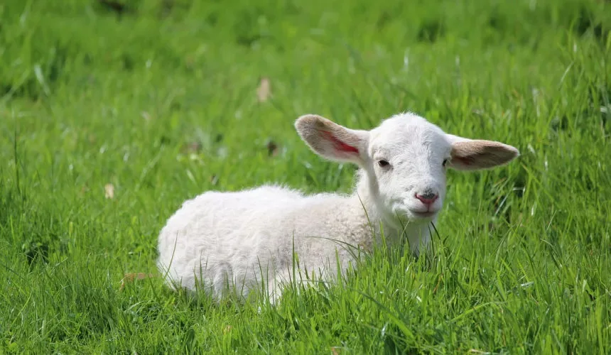 Is Vaping Vegan