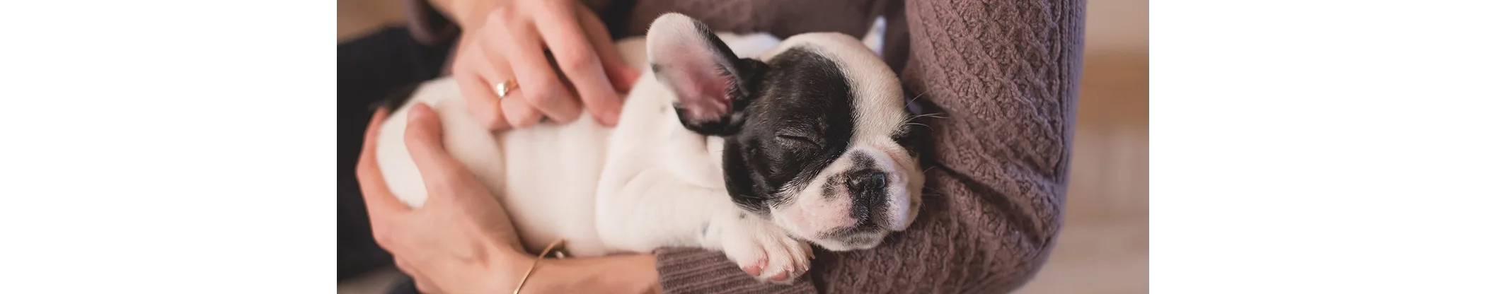 Bulldog puppy being held.