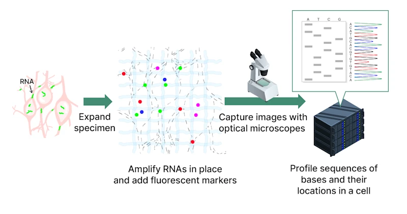 Weissman Lab & Fixstars Solutions to Explore Bone Marrow Research Using Expansion Sequencing.