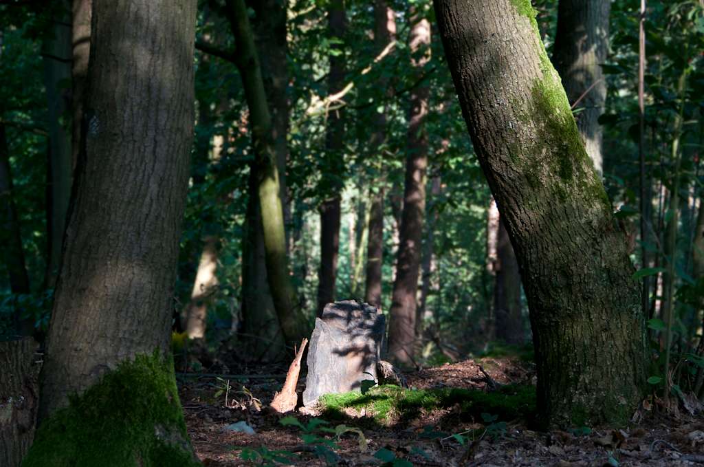 Natuurbegraafplaats in beeld Natuurbegraafplaats Bergerbos Natuurbegraafplaats in beeld Natuurbegraafplaats Bergerbos