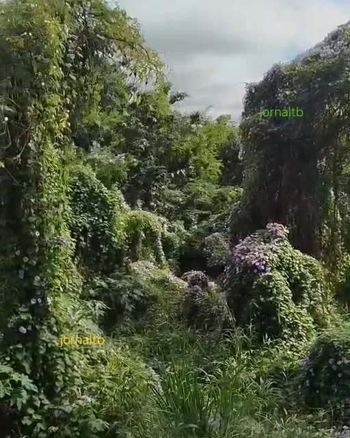 Flor da Jitirana