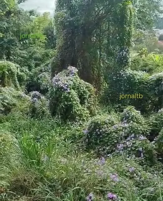 Tempo das jitiranas em Barra do Corda (MA)