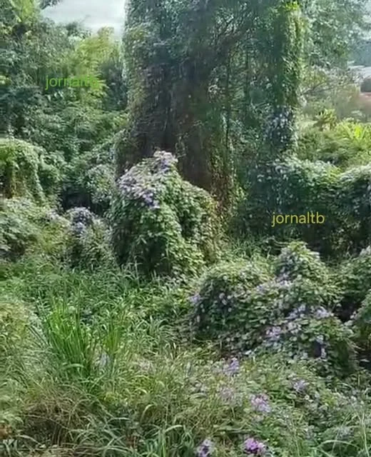 Flor da Jitirana