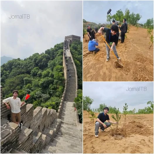 Barra-cordense planta árvore no deserto da China