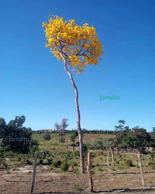 A foto é do poeta Justino Morais