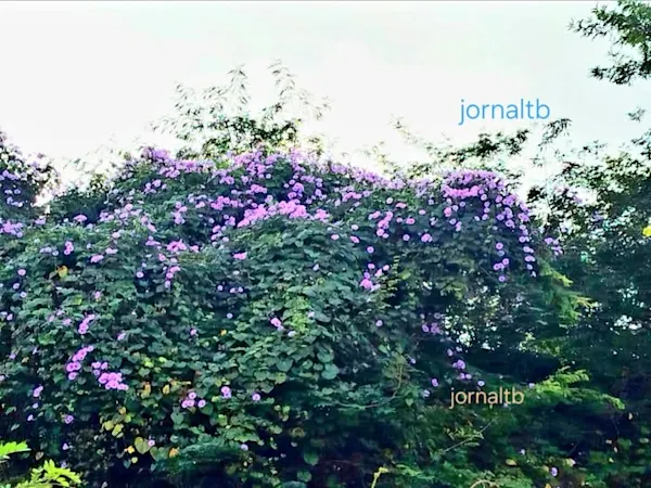 Flor da Jitirana