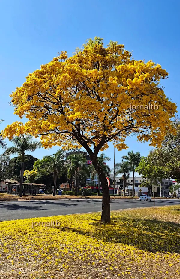 Que amarelo é esse?