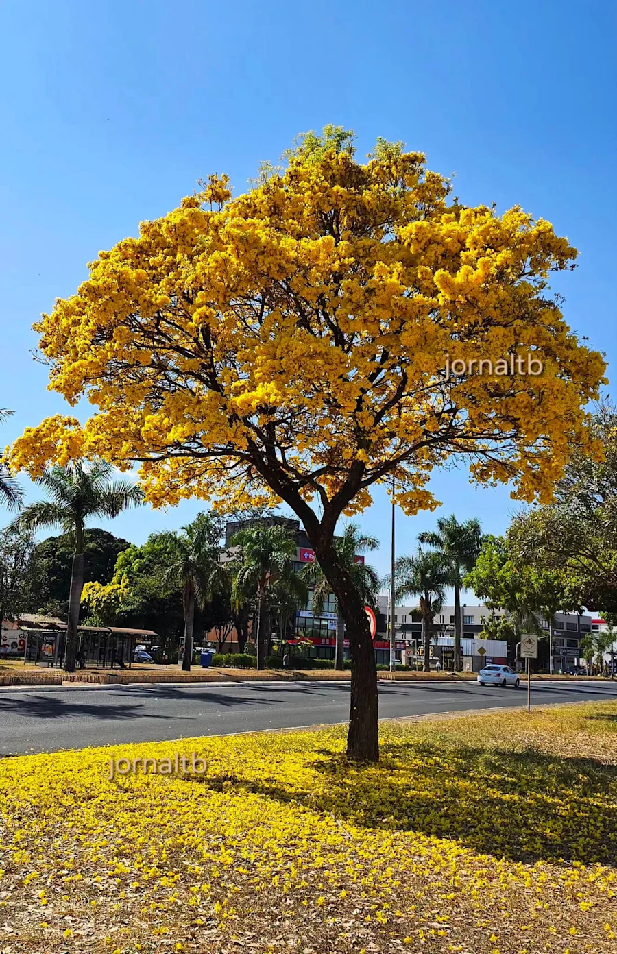 Foto da Redação do TB registrada na manhã deste domingo (23 de agosto)