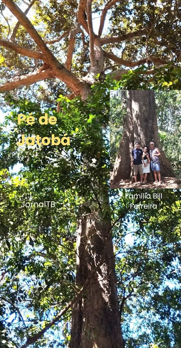 Quem conhece esse bonito Jatobazeiro?