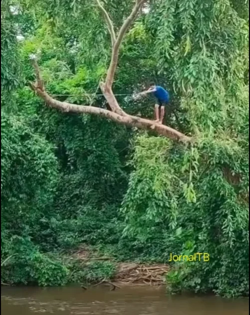 Um timbungo