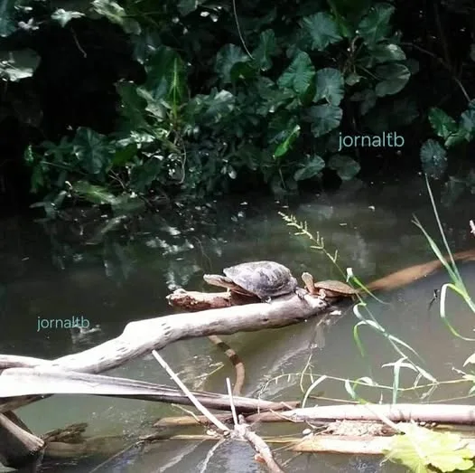 Cágados do rio Mearim