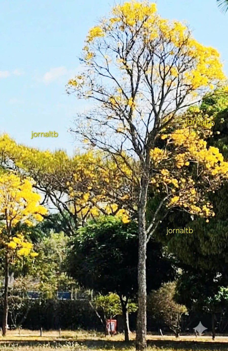 Dia da Árvore