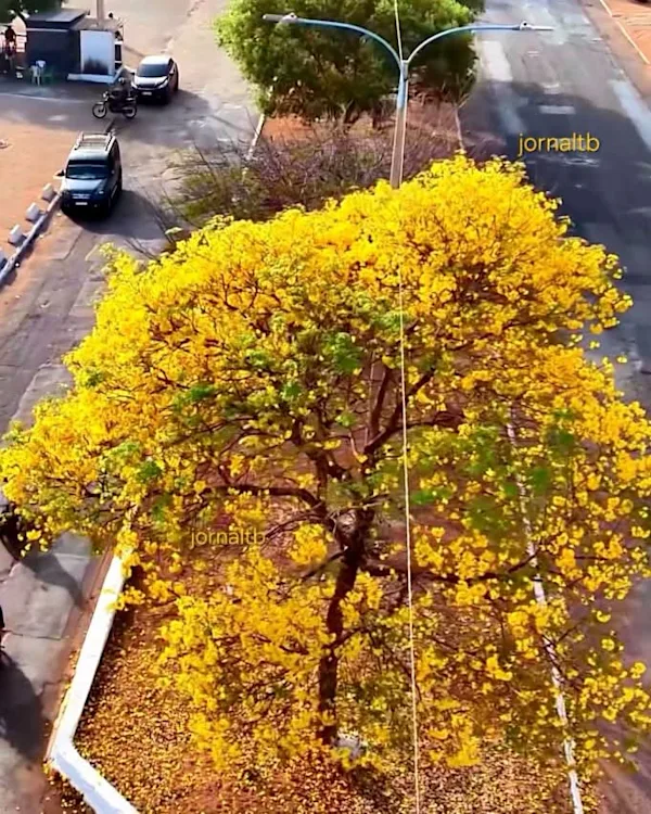 Tempo dos ipês