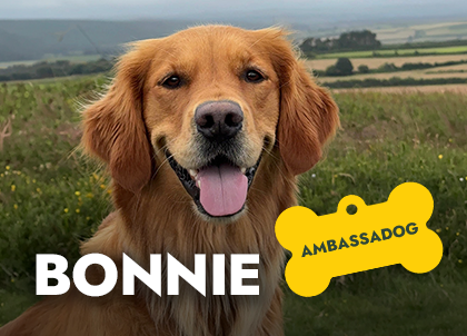 Ambassadog-Bonnie-420x302